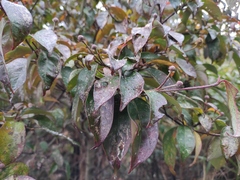 Cornus hongkongensis
