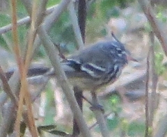 Anairetes flavirostris