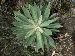 Espeletia corymbosa