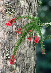 Colletia ulicina