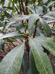 Lindera megaphylla