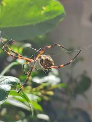 Argiope argentata