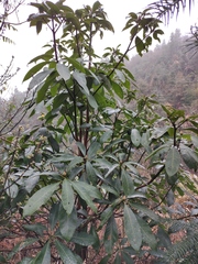 Lindera megaphylla