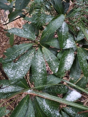 Lindera megaphylla