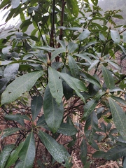 Lindera megaphylla