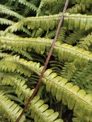 Diplopterygium glaucum