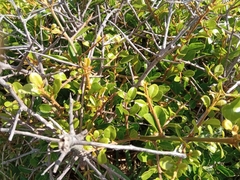 Sideroxylon obtusifolium