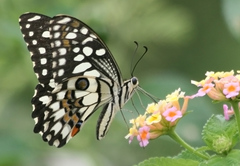 Papilio demoleus