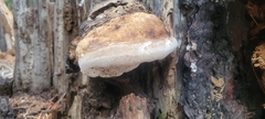 Laricifomes