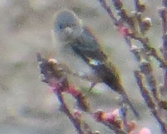 Catamenia analis