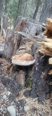 Laricifomes