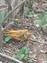 Schistocerca piceifrons peruviana