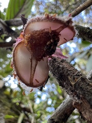 Glossoloma ichthyoderma