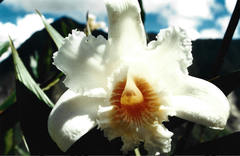 Sobralia setigera