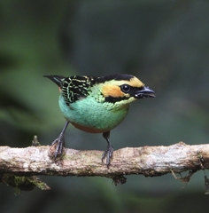 Tangara chrysotis