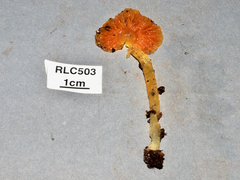 Hygrocybe occidentalis