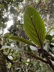 Glossoloma ichthyoderma