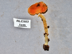 Hygrocybe occidentalis