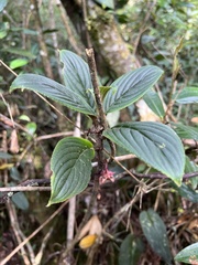 Glossoloma ichthyoderma