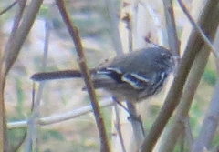 Anairetes flavirostris