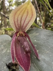 Pleurothallis adonis