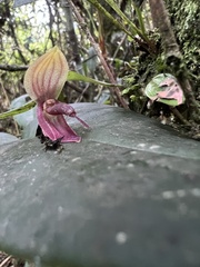Pleurothallis adonis