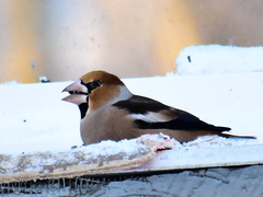 Coccothraustes coccothraustes
