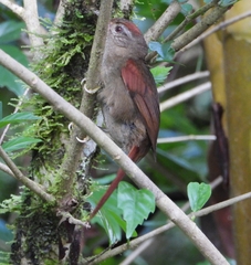 Cranioleuca curtata