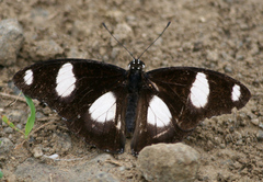 Hypolimnas misippus