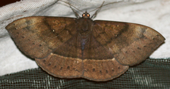 Lygniodes vampyrus