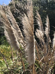 Cortaderia jubata