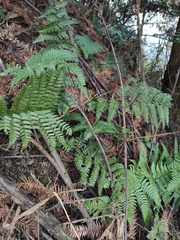 Dryopteris championii