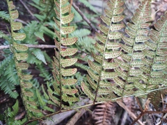 Dryopteris championii