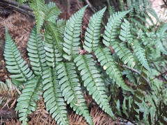 Dryopteris championii