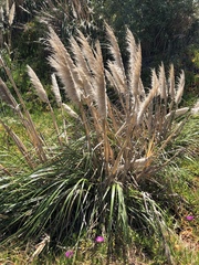 Cortaderia jubata