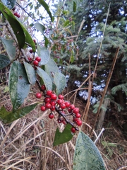 Ilex rotunda