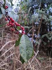 Ilex rotunda