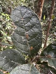 Ilex nervosa