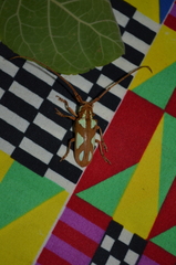 Prosopocera lactator