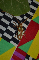 Prosopocera lactator