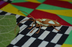 Prosopocera lactator