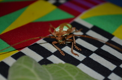 Prosopocera lactator