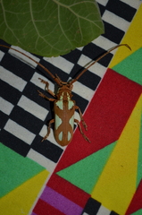 Prosopocera lactator