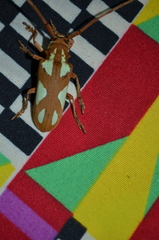 Prosopocera lactator