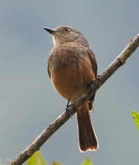 Knipolegus poecilurus