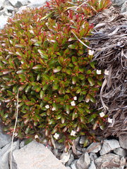Epilobium petraeum