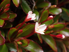 Epilobium petraeum