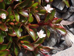 Epilobium petraeum