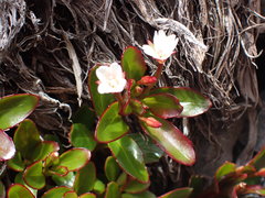 Epilobium petraeum