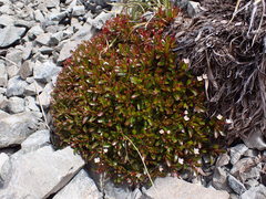 Epilobium petraeum